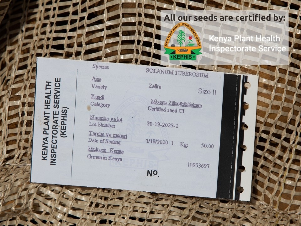 Seed potato certificate Zafira Agrico PSA/Kephis