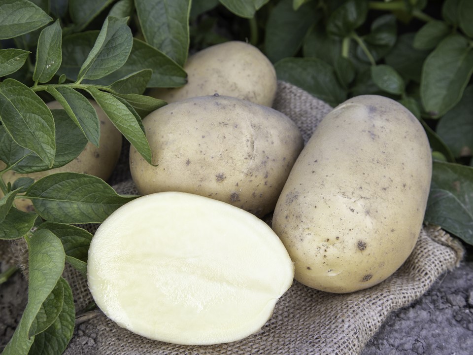 Succesful potato variety Arizona